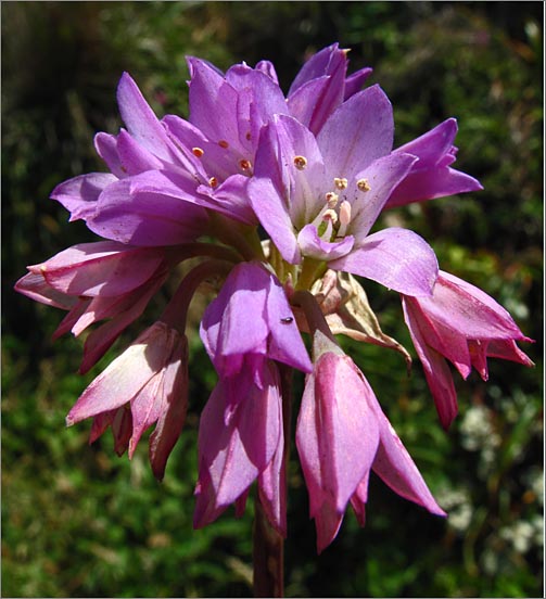 sm 534 Coast Onion.jpg - Coast Onion (Allium dichlamydeum): A native which generally lives on the coastal bluffs.